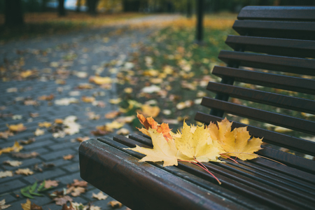 Maple leaves on the wooden bench in the park. Pathway on background. Autumn urban landscapeの写真素材