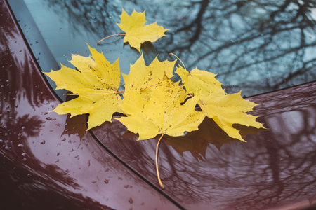 Fallen yellow maple leaves on the glass and the hood of the car, autumn sceneの写真素材