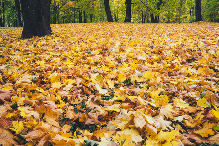 Colorful foliage in the autumn park, seasonal backgroundの写真素材