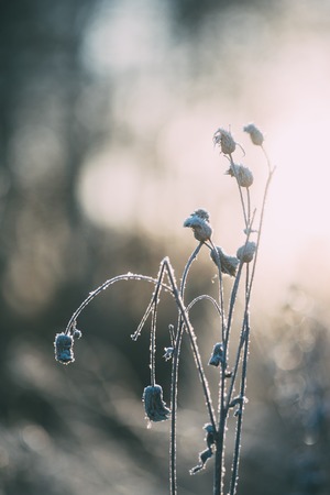 Frozen plant against evening sunlight, winter sceneの写真素材