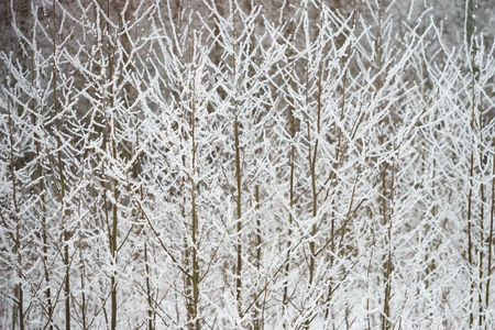 Bush branches covered with fresh fluffy snow, winter backgroundの写真素材