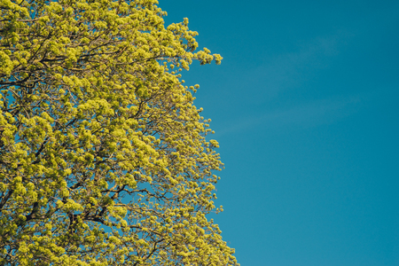 Blossoming branches of a maple tree in the spring against blue skyの写真素材