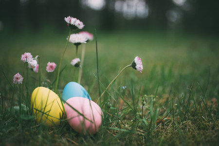 Colorful eggs on grass with daisy flowers. Happy easter background. Selective focus, shallow depth of fieldの写真素材