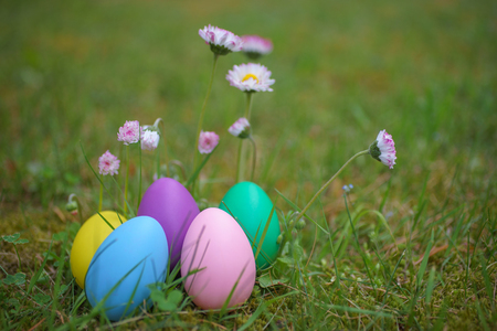 Colorful eggs on grass with daisy flowers. Happy easter background