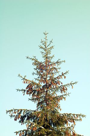  single ,coniferous tree