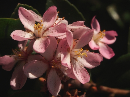 This is a flower の写真素材