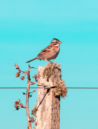 Rufous collared sparrow perched on a pole and observing the surroundings. Quebrada de los Cuervos, Uruguayの写真素材