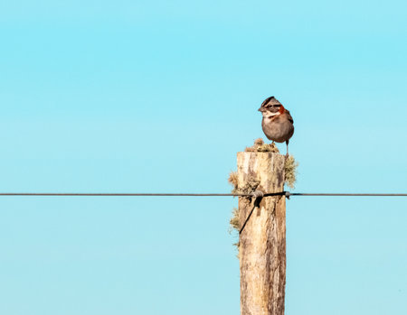 Rufous collared sparrow perched on a pole. Quebrada de los Cuervos, Uruguayの写真素材