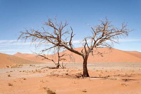 Dead trees against red dunes in Sossusvlei, Namibiaの写真素材