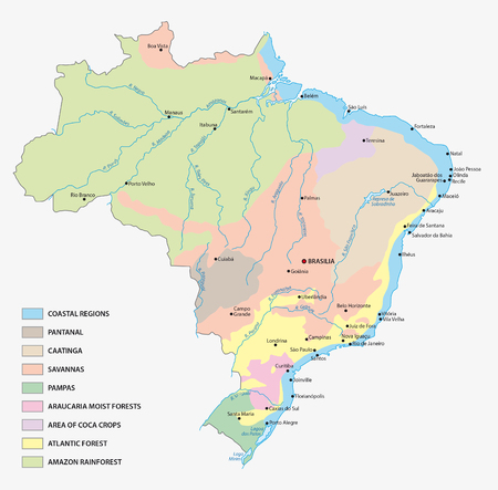 vegetation map of Brazilのイラスト素材
