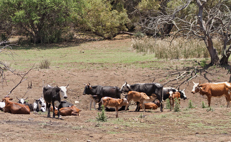 Cattle herd on a farm near Rustenburg, South Africaの写真素材
