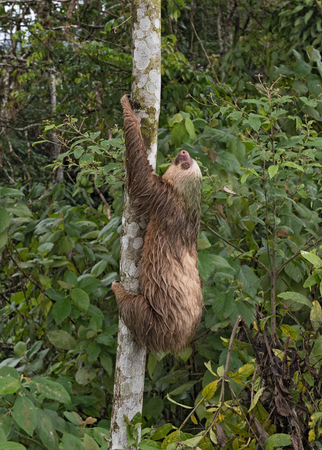 Three-toed sloth at La Fortuna, Costa Rica