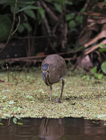 Heron bird hunting on the Tortuguero National Park, Costa Ricaの写真素材