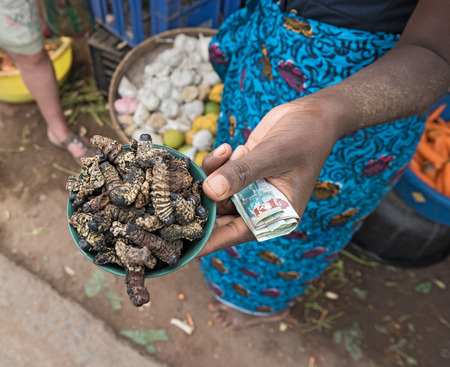 Small bowl of roasted mopane caterpillar, gonimbrasia belina at the market in Livingstone, Zambia