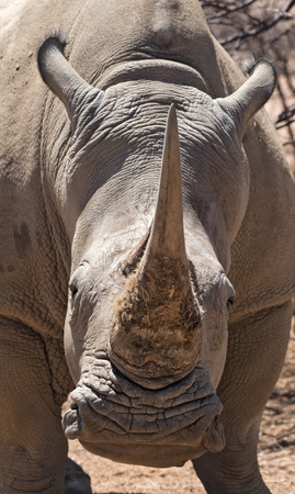 Portrait of a Namibian white rhinoceros (Ceratotherium simum)の写真素材