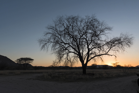 Sunset behind a dry tree at the Erongo mountains in Namibiaの写真素材