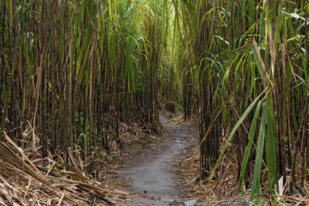 A footpath through the reeds at the foot of the Arenal volcano in Costa Ricaの写真素材