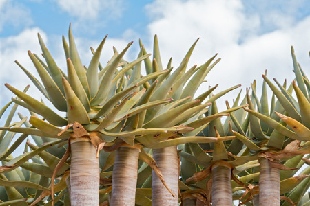 Quiver tree or Kokerboom (Aloe dichotoma) against a cloudy sky, Namibiaの写真素材