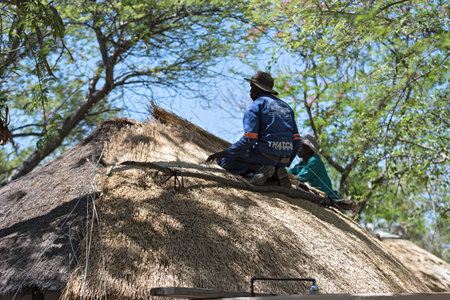 roofer repairs the thatched roof of a house, botswana, africaのeditorial素材