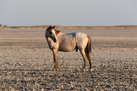 Horse on Makgadikgadi Pan, Nwetwe Pan in Botswanaの写真素材
