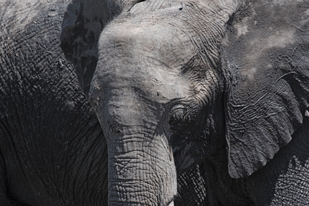 african elephant close up, chobe national park, botswana, africaの写真素材
