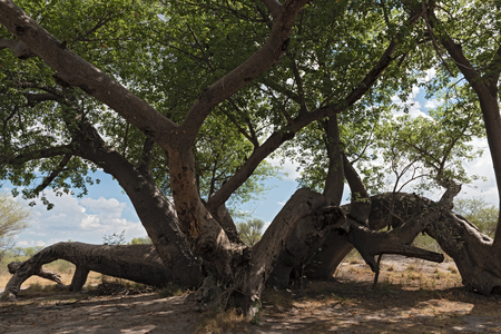 Old broken baobab tree between Tsumkwe and Khaudum National Park in northern Namibiaの写真素材