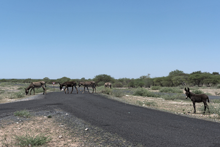 Several donkeys cross an asphalt road in Botswanaの写真素材