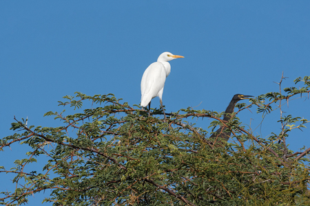 western cattle egret and a reed cormorant on a treeの写真素材