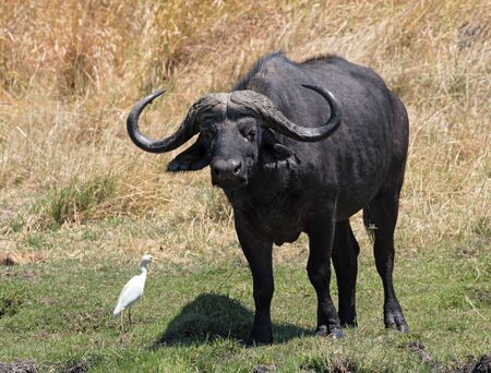 Water buffalo and Cattle egret in Moremi National Park Botswana
