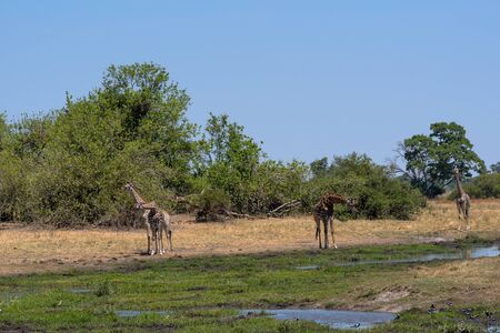 Giraffe in the dry season in the Okavango Delta, Botswanaの写真素材