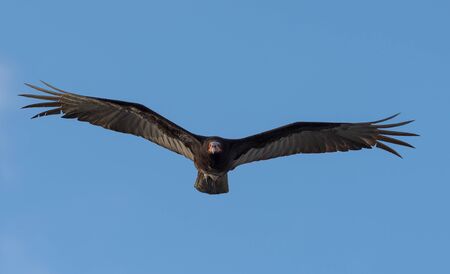 Turkey vulture, Cathartes aura, Single bird in flight, Tulum beach, Mexicoの写真素材