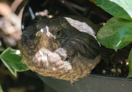 Close-up of a young blackbird (Turdus merula)の写真素材
