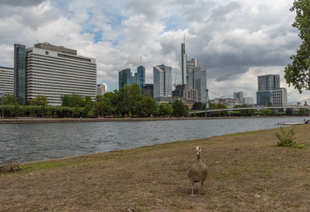 Egyptian goose in front of the skyline in Frankfurt am Main, Germanyのeditorial素材