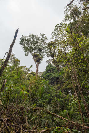 Lush rainforest in the Monteverde highlands, Costa Rica
