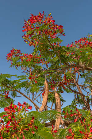 Mimosa tree with red flowers in Namibia, Africaの写真素材