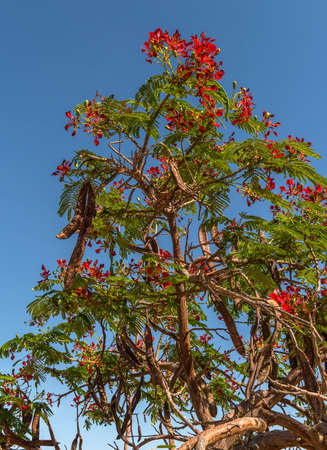 Mimosa tree with red flowers in Namibia, Africaの写真素材