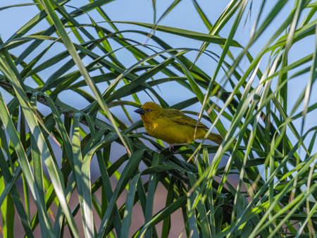 Weaver bird, sparrow bird in a palm branchの写真素材