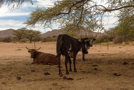African longhorn cattle in an enclosure on a farm in Namibiaの写真素材