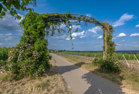 Vineyards in the Rhein Main Regional Park near the Floersheimer Warteの写真素材