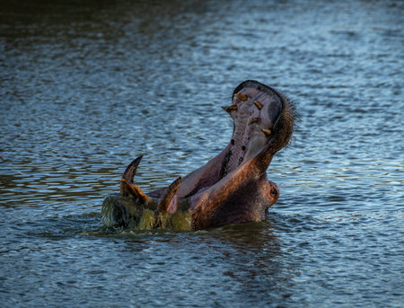 Adult hippopotamus with mouth wide open, Otjozondjupa, Namibiaの写真素材