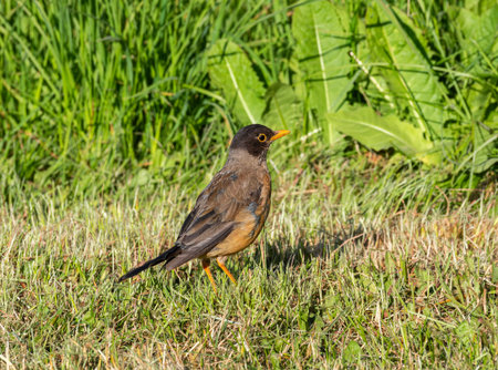 The Magellanic Thrush, T. f. magellanicus, Patagonia, Chileの写真素材