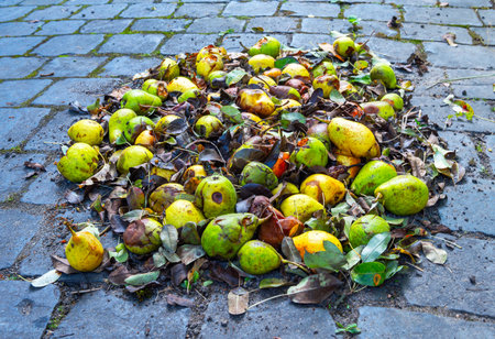 Rotten pears and wet brown leavesの写真素材