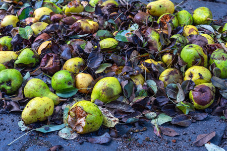 Rotten pears and wet brown leaves
