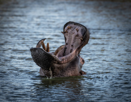A Hippopotamus amphibius in the Khwai River, Botswanaの写真素材
