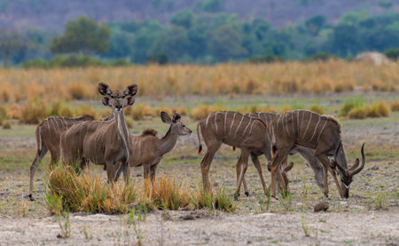 Group of male and female Kudu, Strepsiceros, on the banks of the Okavango River, Namibiaの写真素材