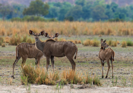 Group of male and female Kudu, Strepsiceros, on the banks of the Okavango River, Namibiaの写真素材