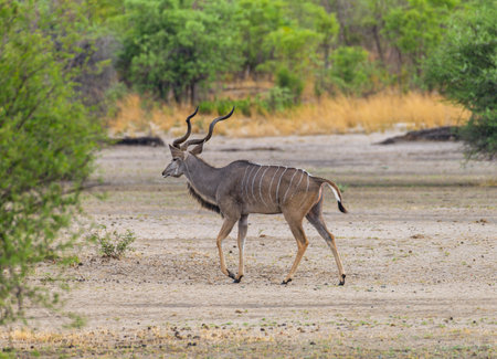 Young male kudu, Tragelaphus strepsiceros, Namibiaの写真素材