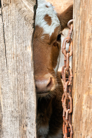 Sad calf