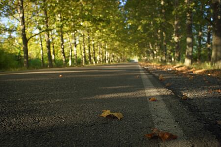 Empty asphalt road surrounded with trees in sun light. Closeup of colorful autumn yellow and red...