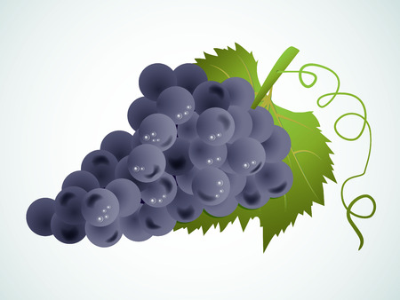 vector grapesのイラスト素材